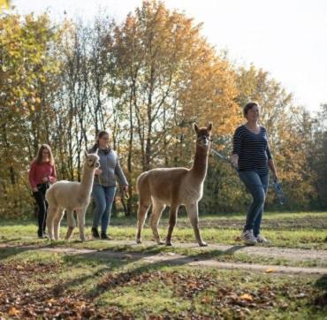 Niedergerner Alpaka Ranch Daire Haiming Dış mekan fotoğraf