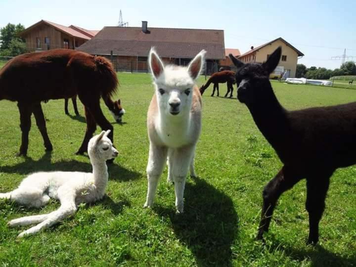 Niedergerner Alpaka Ranch Daire Haiming Dış mekan fotoğraf